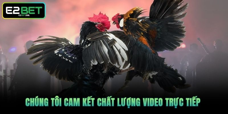 Đá Gà Cựa Dao Online Và Những Trận Chiến Sinh Tử Đầy Kịch Tính Tại E2BET 4 Chúng tôi cam kết chất lượng video trực tiếp