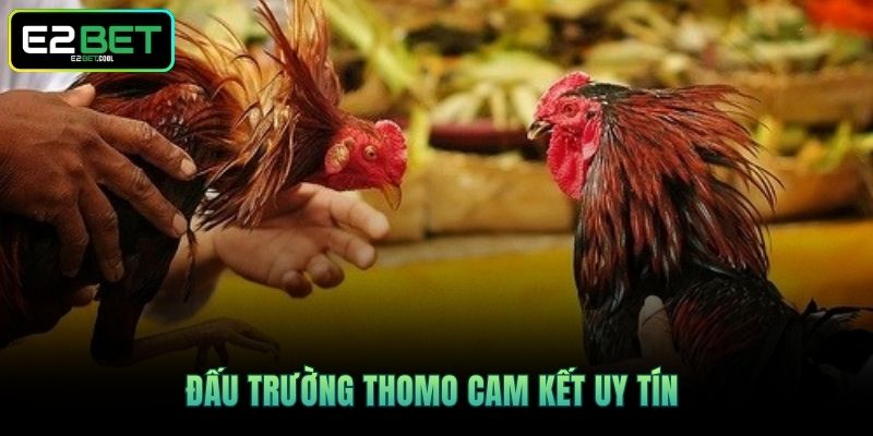 Đấu trường Thomo cam kết uy tín 