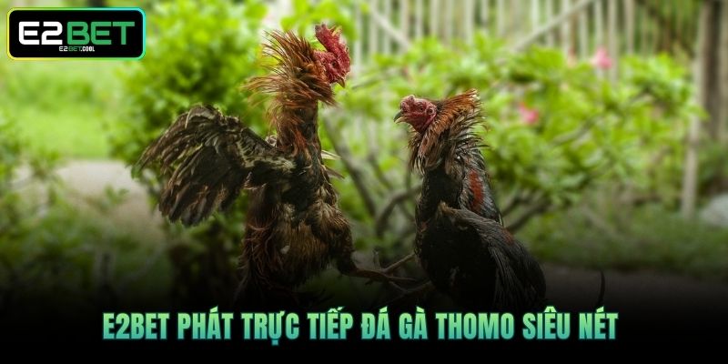 E2BET phát trực tiếp đá gà Thomo siêu nét 