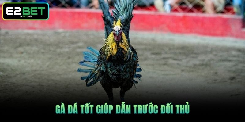 Gà đá tốt giúp dẫn trước đối thủ