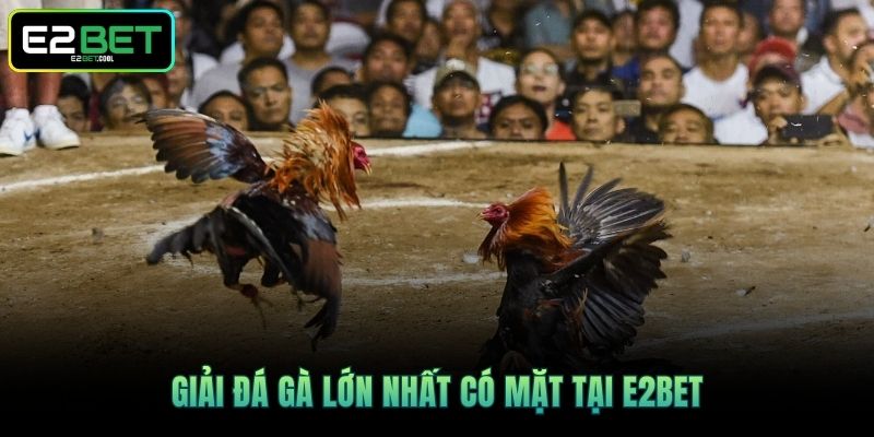 Giải Đá Gà Lớn Nhất - Cùng Tìm Hiểu Về Mô Hình Chuẩn Tại E2BET 2 Giải đá gà lớn nhất có mặt tại E2BET