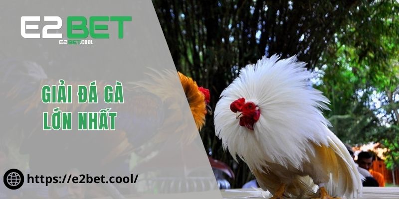 Giải Đá Gà Lớn Nhất - Cùng Tìm Hiểu Về Mô Hình Chuẩn Tại E2BET 1 Giải đá gà lớn nhất