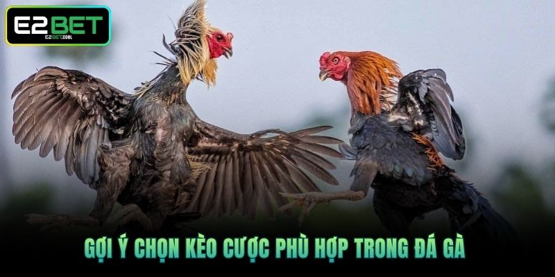 Gợi ý chọn kèo cược phù hợp trong đá gà 