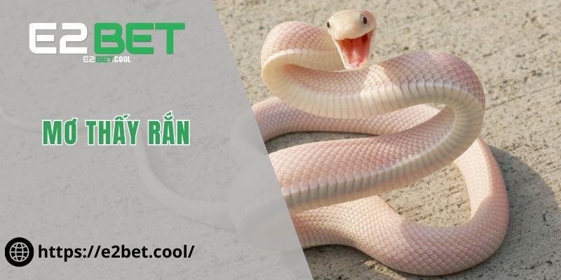 Mơ Thấy Rắn - Ý Nghĩa Tâm Linh Ẩn Giấu Đằng Sau Cùng E2BET 1 mơ thấy rắn