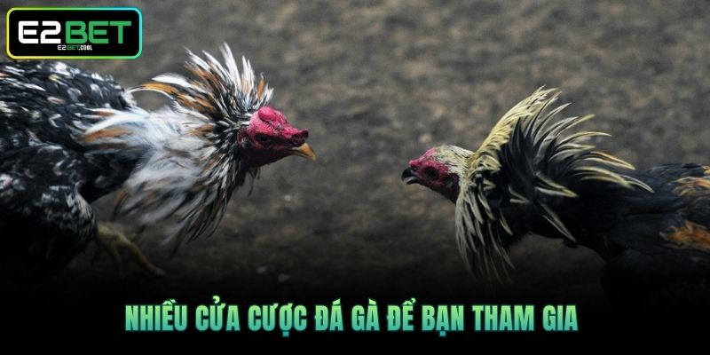 Nhiều cửa cược đá gà để bạn tham gia 