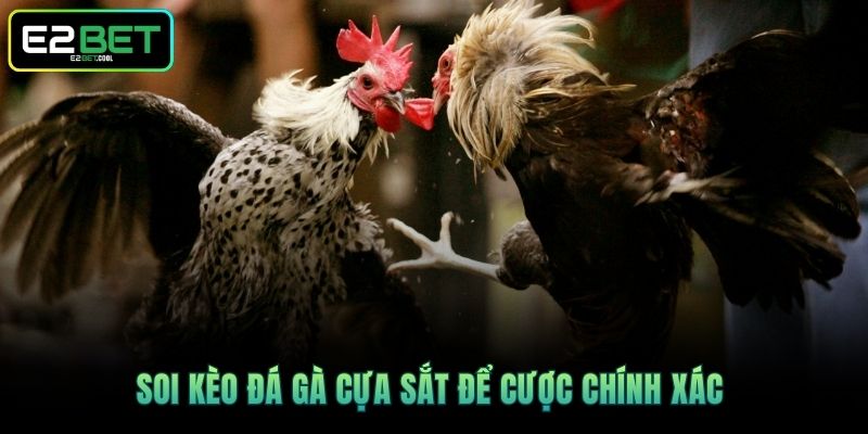 Soi kèo đá gà cựa sắt để cược chính xác 