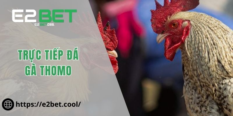 Trực tiếp đá gà Thomo