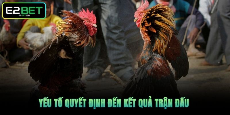 Đá Gà Cựa Dao Online Và Những Trận Chiến Sinh Tử Đầy Kịch Tính Tại E2BET 3 Yếu tố quyết định đến kết quả trận đấu